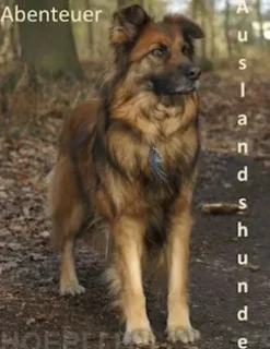 Abenteuer Auslandshunde