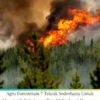 Agro Forestrium 7 Teknik Sederhana Untuk Mencegah Kebakaran Dan Melindungi Kawasan Perumahan Dari Bencana Kebakaran Hutan (Forest Wildfires)