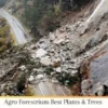 Agro Forestrium Best Plants & Trees To Prevent Catastrophic Landslides Plus Strengthen Soil Structure