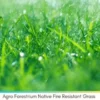 Agro Forestrium Native Fire Resistant Grass From North America (USA Canada) To Prevent Forest Wildfires & Urban Wildfires