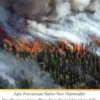 Agro Forestrium Native Non Flammable Fire Resistant Grass Plant from United Kingdom (UK) To Prevent Forest Wildfires & Urban Wildfires Plus Preserving Natural Environment