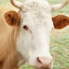 Allevamento Di Mucche - Una Guida Per Iniziare Ad Allevare Mucche