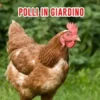 Allevare Polli: Una Guida Per Allevare Polli In Giardino