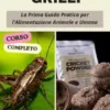 Allevare Grilli