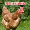 Allevare Polli: Una Guida Per Allevare Polli In Giardino