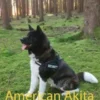 American Akita