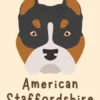 American Staffordshire Terrier