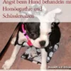 Angst beim Hund behandeln mit Homöopathie und Schüsslersalzen