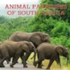 Animal Paradises of South Africa