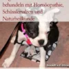 Augenkrankheiten beim Hund behandeln mit Homöopathie, Schüsslersalzen und Naturheilkunde