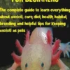 Axolotl for Beginners