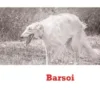 Barsoi