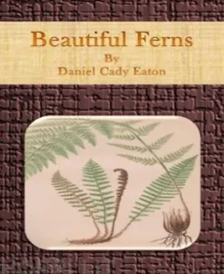 Beautiful Ferns