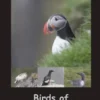 Birds of Island