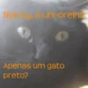 Blacky, a uni-orelha