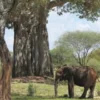 Bror Blixen i Tanganyika