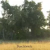 Buschbriefe