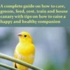 Canary as Pets