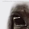 Cavaliere Mediocre Cavaliere Illuminato - La differenza che i cavalli riconoscono