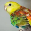 Clickertraining für Sittiche