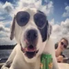 Comment Donner À Votre Chien Une Vraie Vie De Chien
