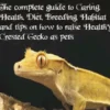 Crested Gecko for Beginners