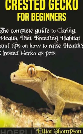 Crested Gecko for Beginners