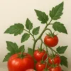 Das Tomaten-Einmaleins