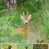 Débuter la photo animalière avec un petit budget