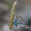 Die Fülle des Lebens
