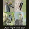 Die Welt der Spechte