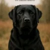Dog Worlds - The Labrador Retriever
