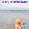Dog-Friendly Beaches in the United States
