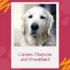 Dog Hip Dysplasia