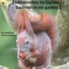 Eichhörnchen im Garten 2 / Squirrels in my garden 2