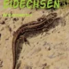 Eidechsen