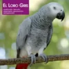 El loro gris