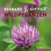 Essbare und giftige Wildpflanzen