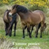 Exmoor ponies and the livestock genesis of the horse