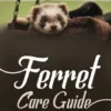 Ferret Care Guide