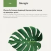 Giungle