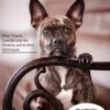 Herausforderung Hund