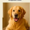 Hundeglück aus der Küche