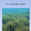 I wish I could live over there