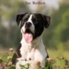 Ich möchte einen Hund