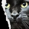 Il destino di chi vive con i gatti