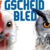 Immer no Gscheid Bled