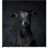 Italian Greyhound 101