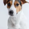 Jack Russel