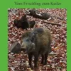 Karlchen, vom Frischling zum Keiler